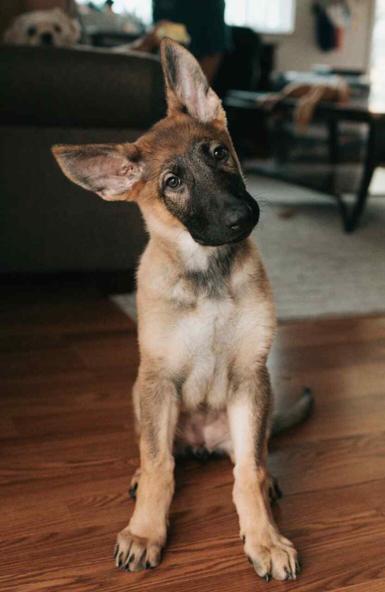 English Learning Myth Understanding